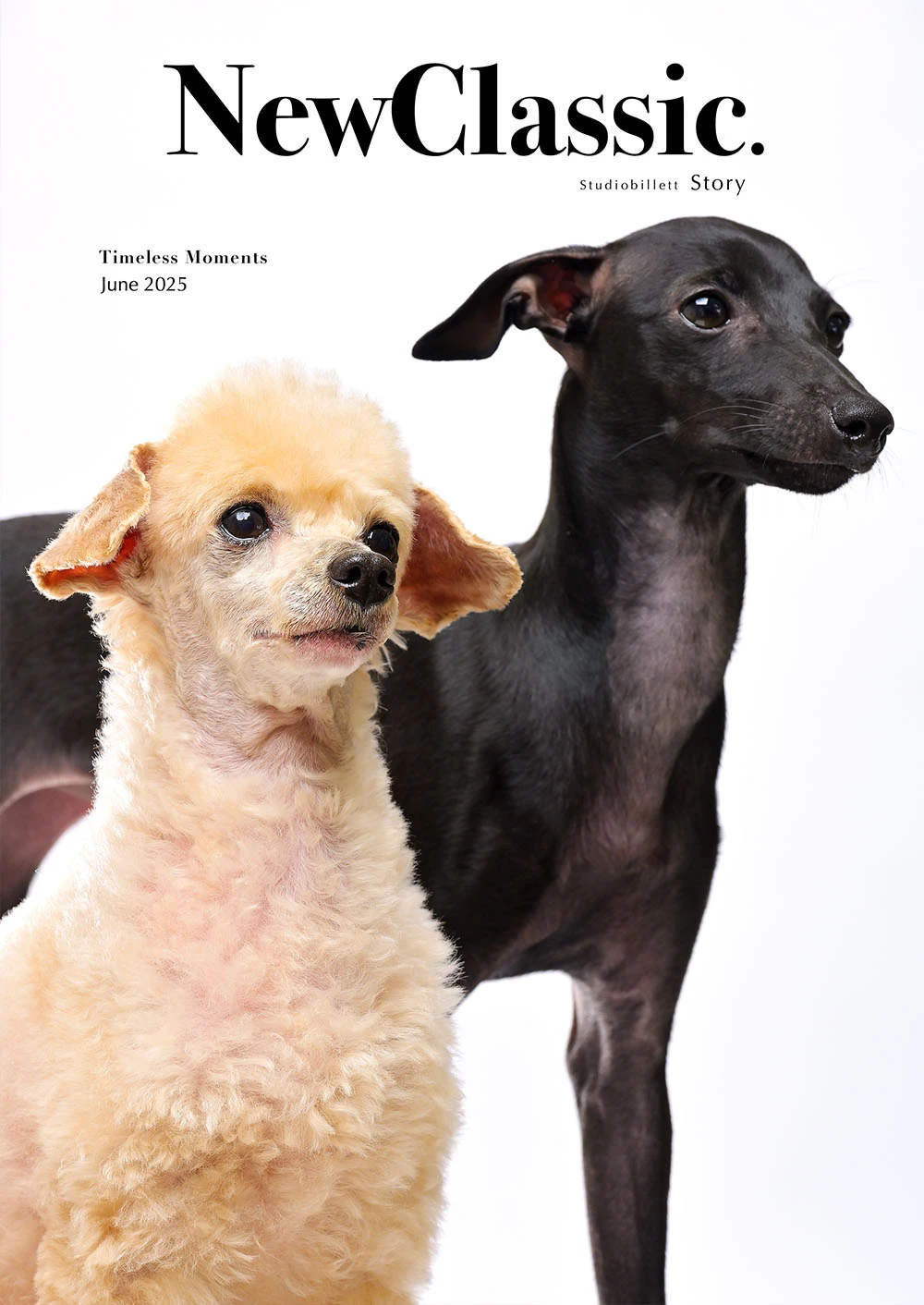 ペット撮影ギャラリー写真2