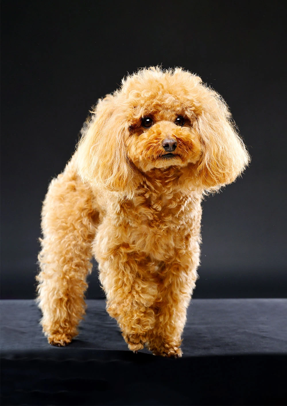 ペット撮影ギャラリー写真5