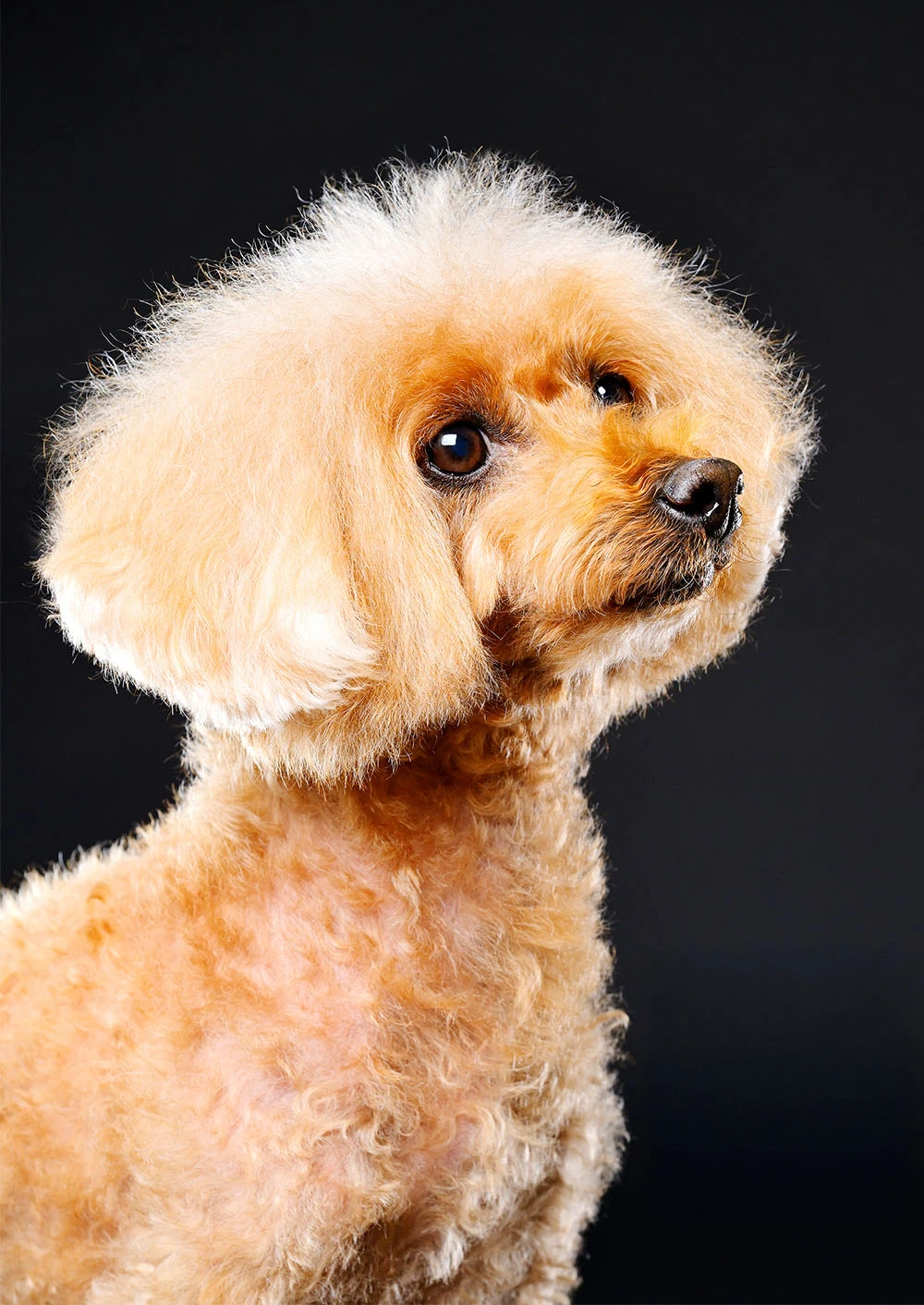 ペット撮影ギャラリー写真6