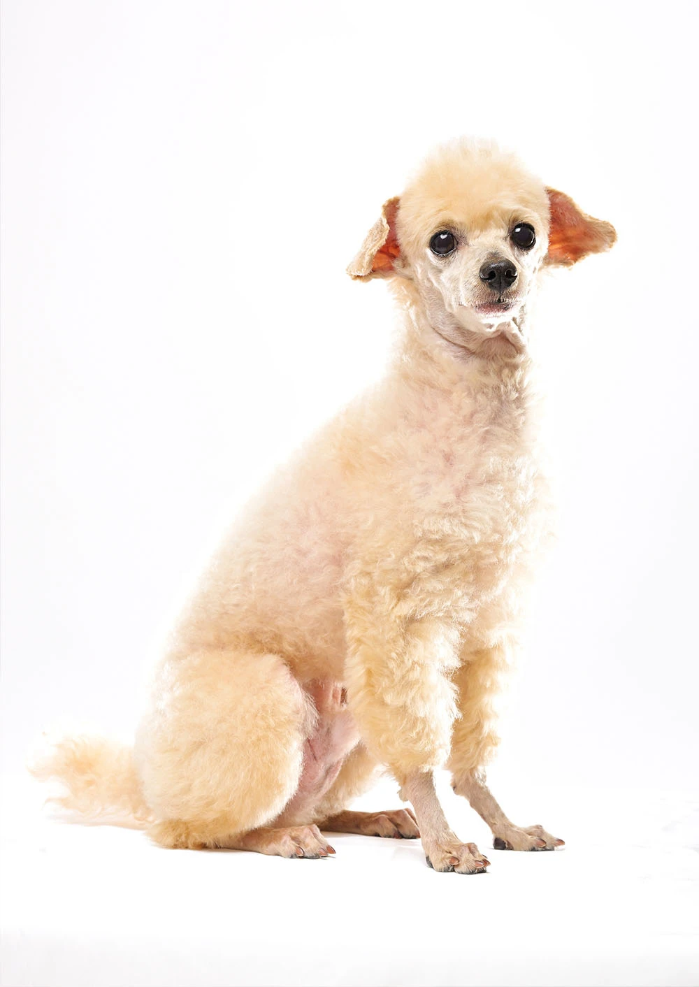 ペット撮影ギャラリー写真7