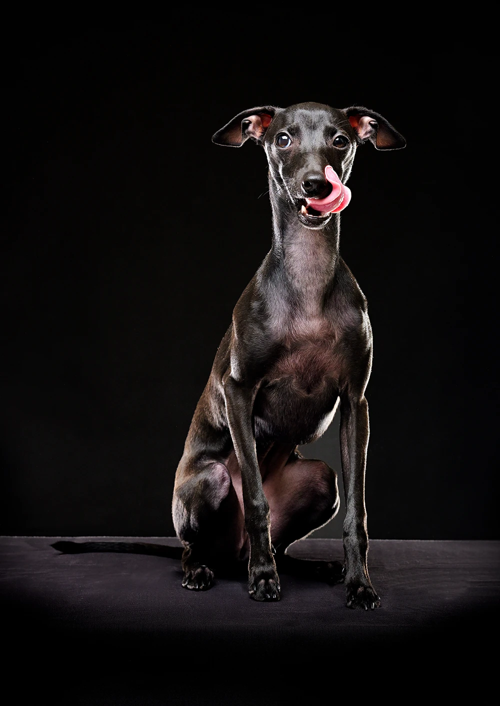 ペット撮影ギャラリー写真8